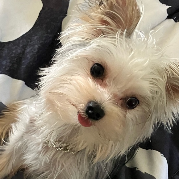 Meet your Posher, Mya - Picture 1 of 1